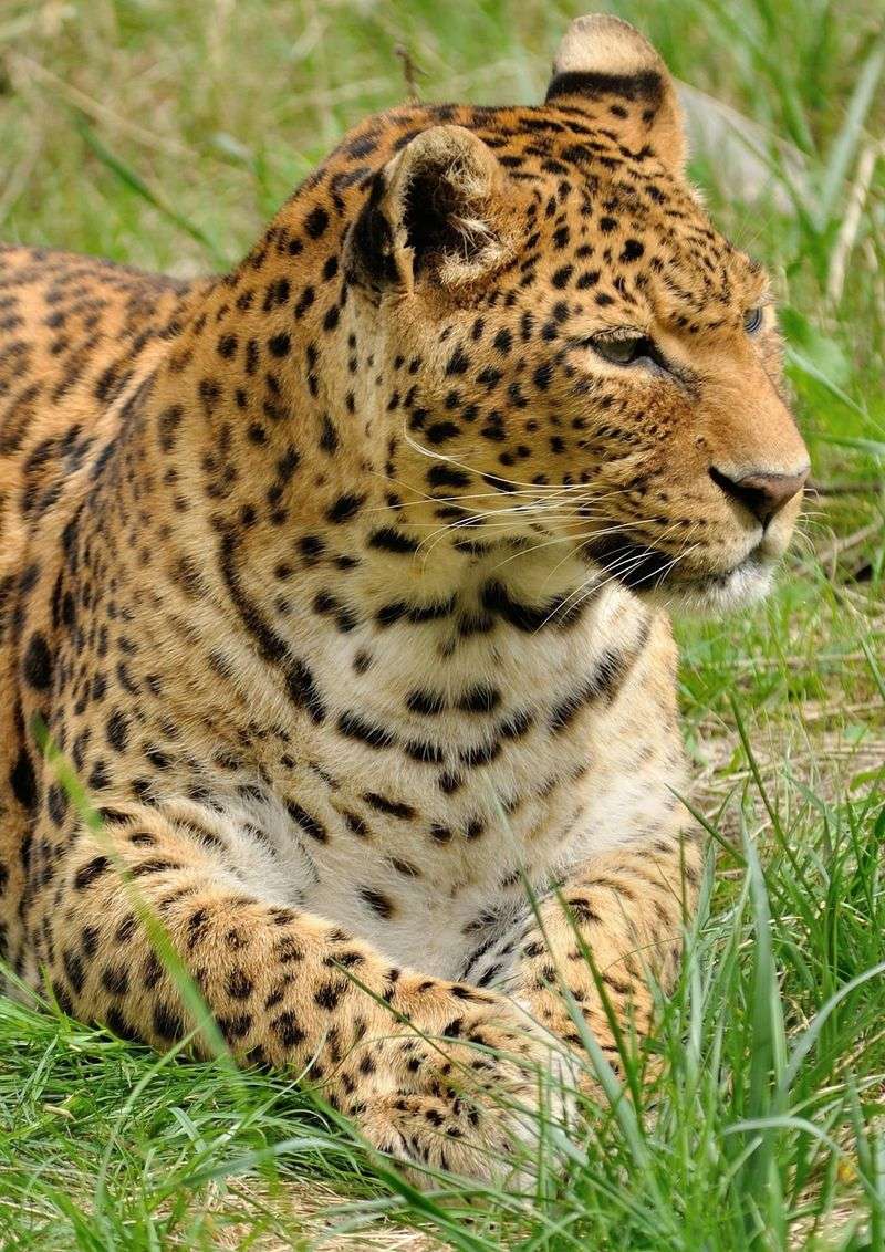 Leopard