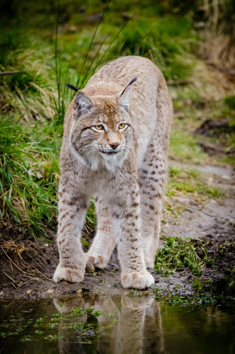 Lynx