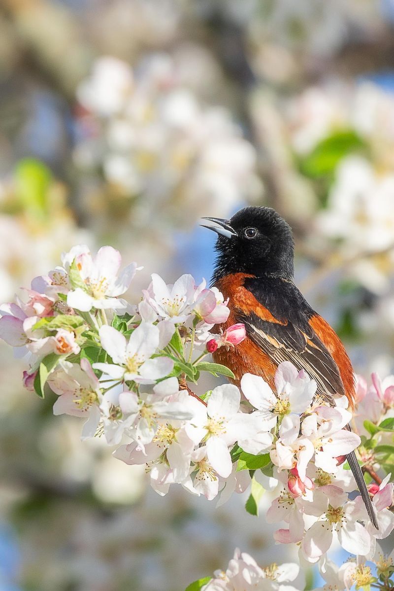 Magee Marsh Wildlife Area, Ohio