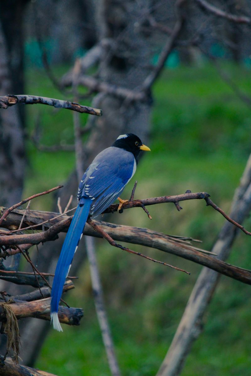 Magpies