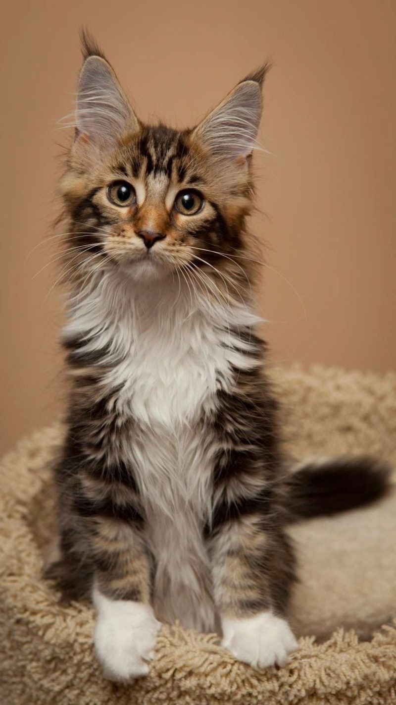 Maine Coon