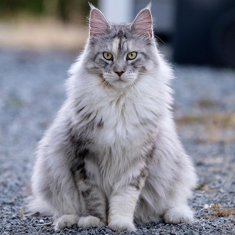 Maine Coon