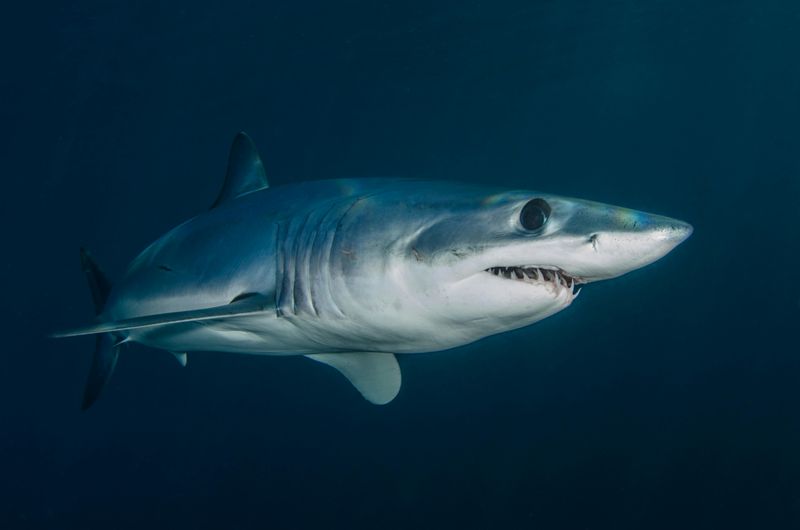 Mako Shark