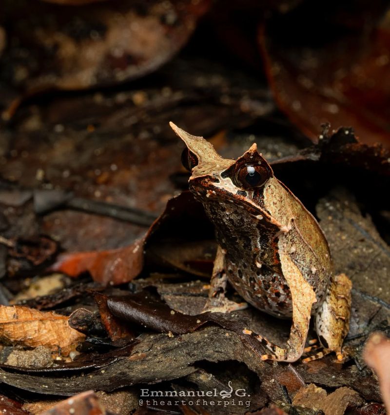 Malaysian Horned Frog