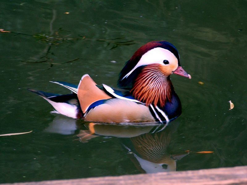 Mandarin Duck