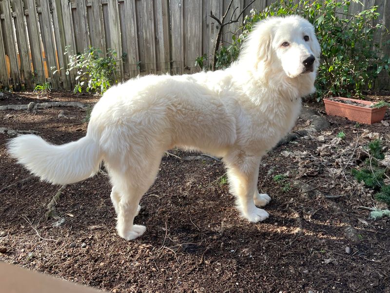 Maremma Sheepdog