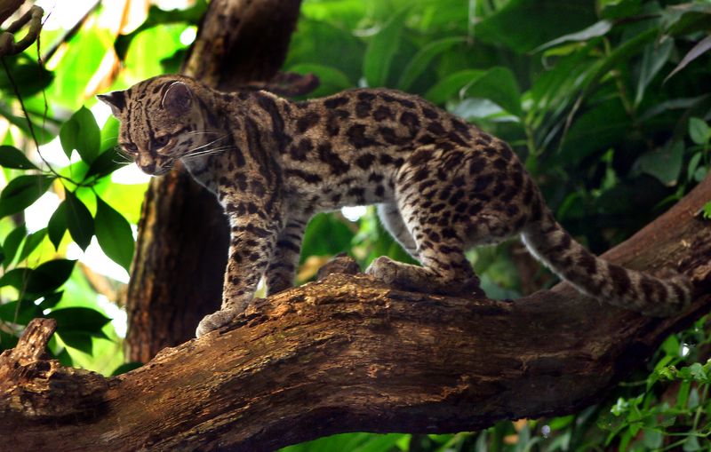 Margay