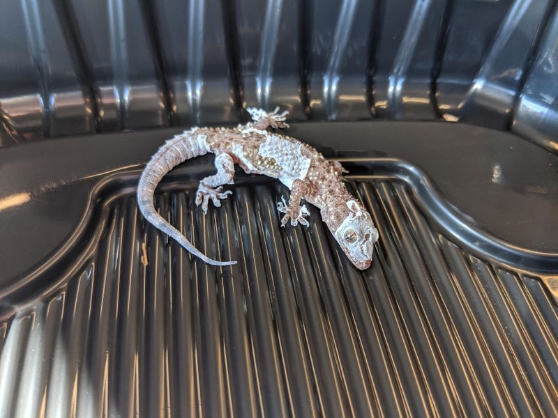 Mediterranean House Gecko