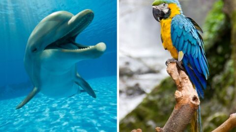 7 SMARTEST ANIMALS visual data 5