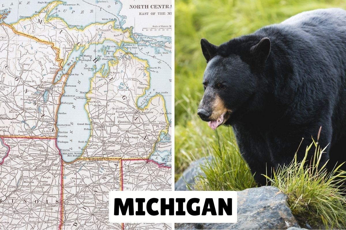 Michigan black bear