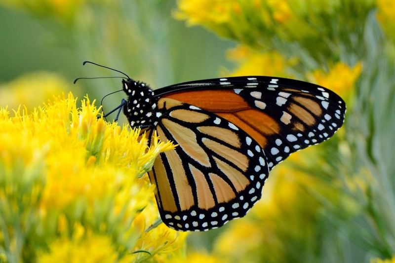 Monarch Butterfly