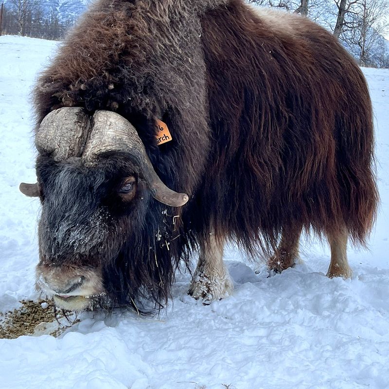 Musk Ox