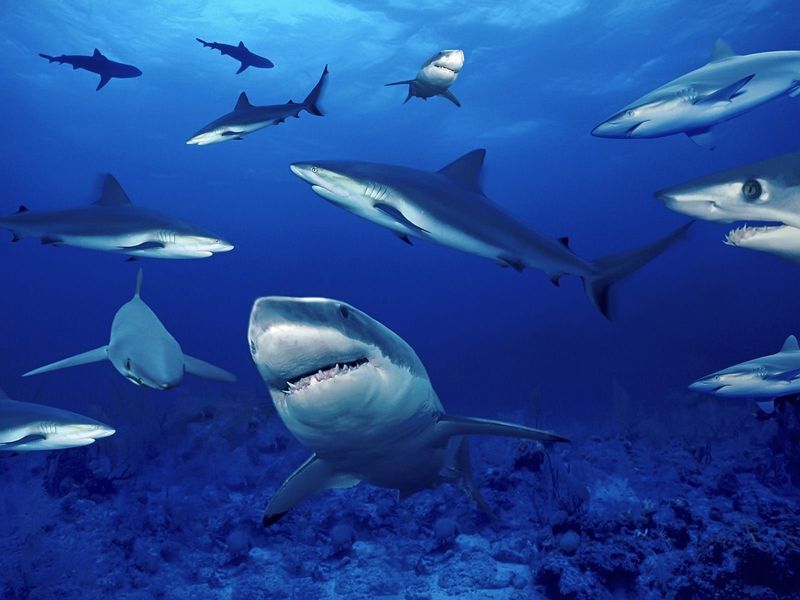 Myth 9: Sharks Are Solitary