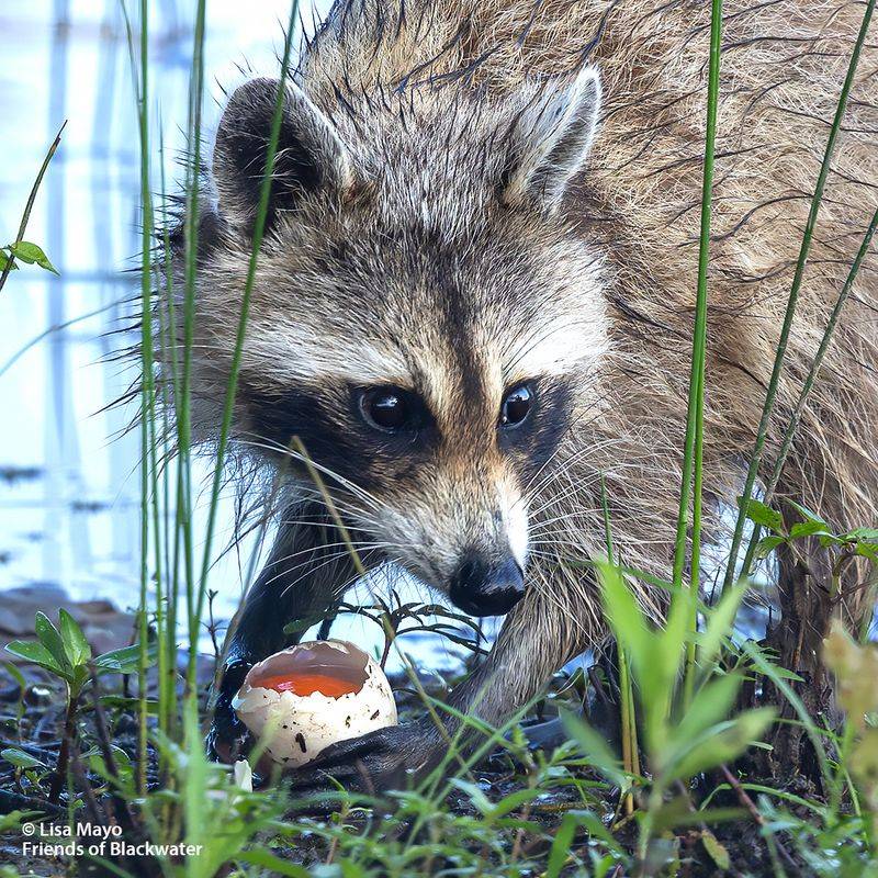 Natural Pest Control