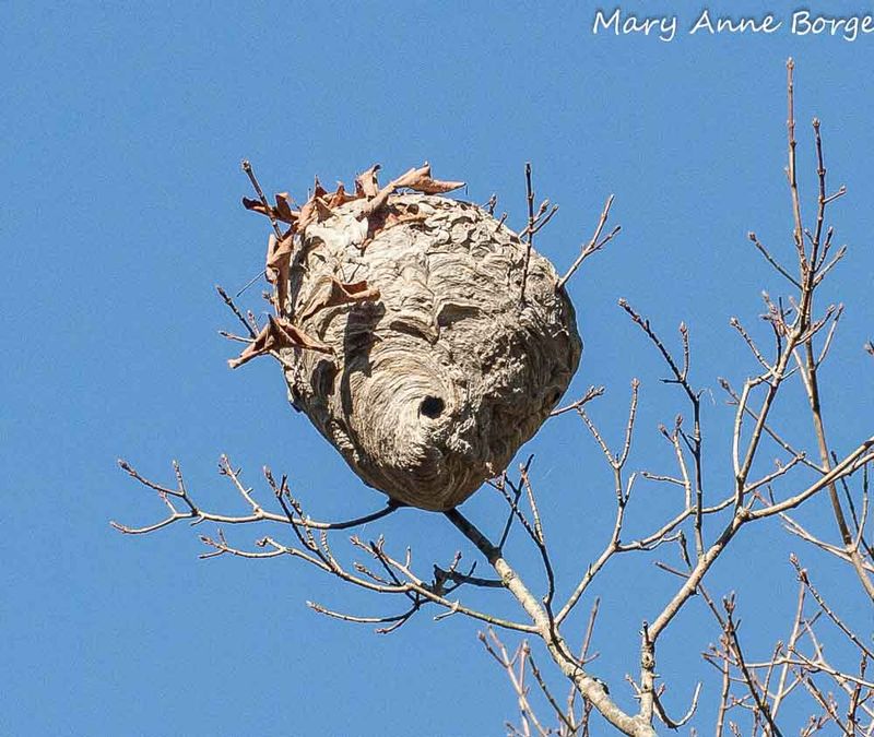 Nest Shape