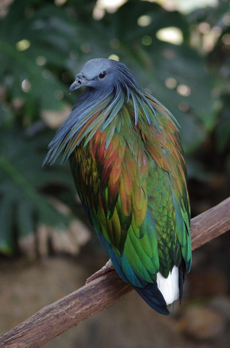 Nicobar Pigeon