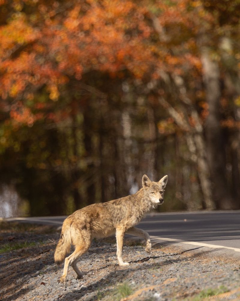 North Carolina