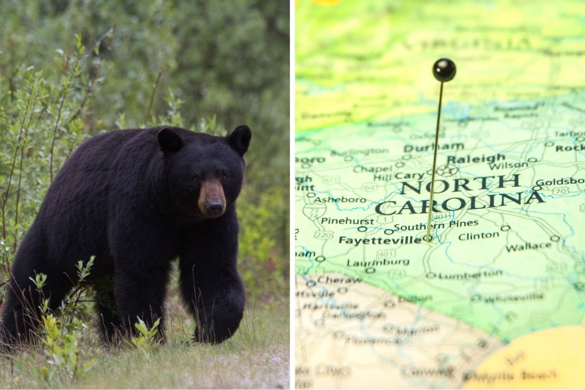 North Carolina black bear