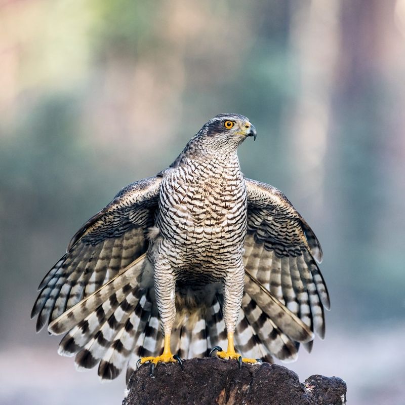 Northern Goshawk