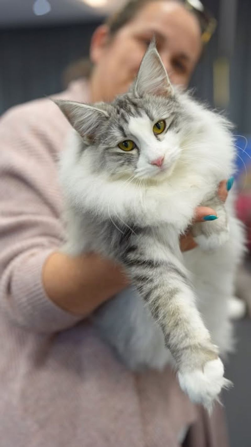 Norwegian Forest Cat