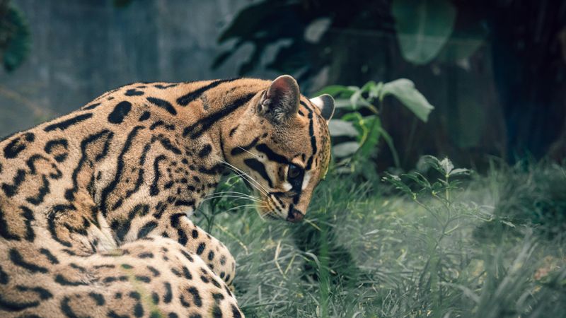 Ocelot