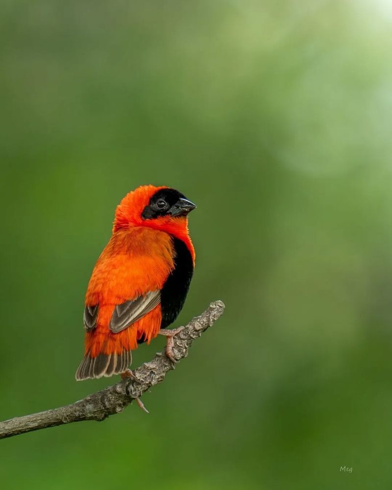 Orange Bishop