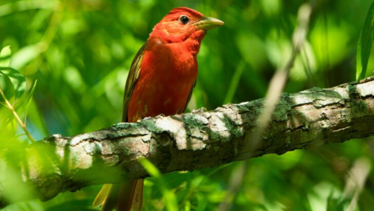 Orange-Headed Birds That Add A Splash Of Color To Nature