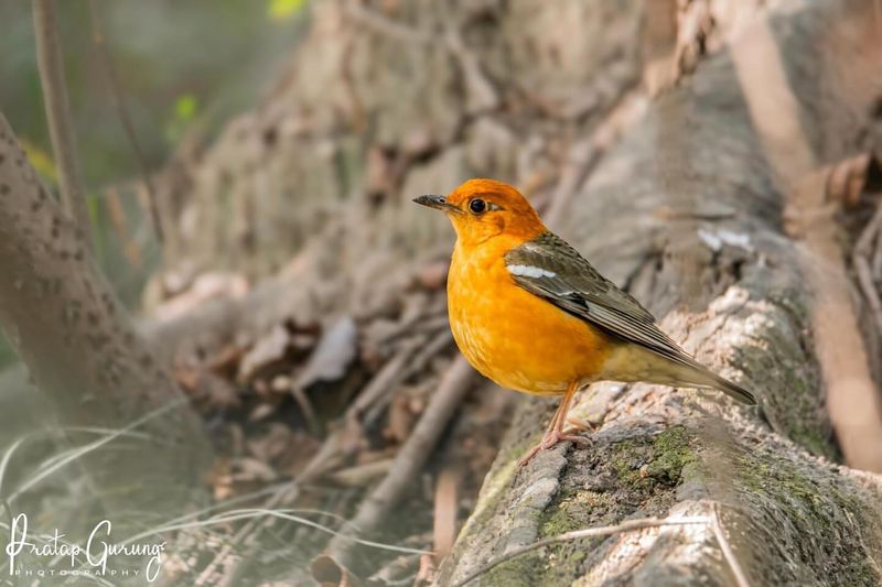 Orange-Headed Ground Thrush