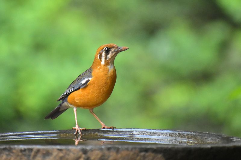 Orange-Headed Thrush