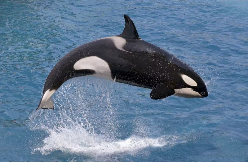 Orca