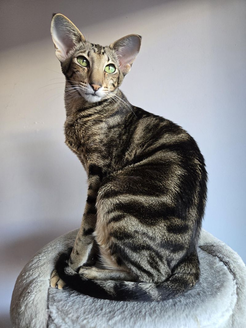 Oriental Shorthair