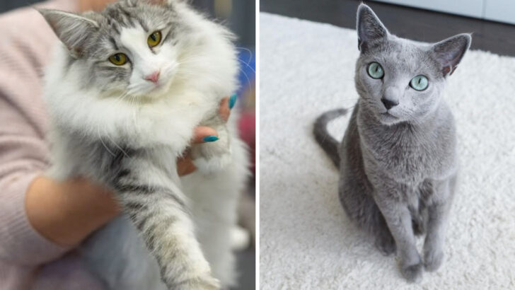 Our Top Gray and White Cat Breeds That Are Absolutely Adorable