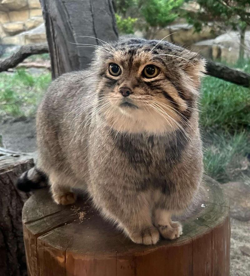 Pallas's Cat