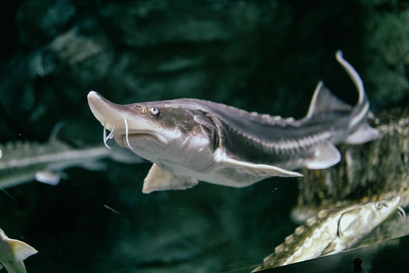 Pallid Sturgeon