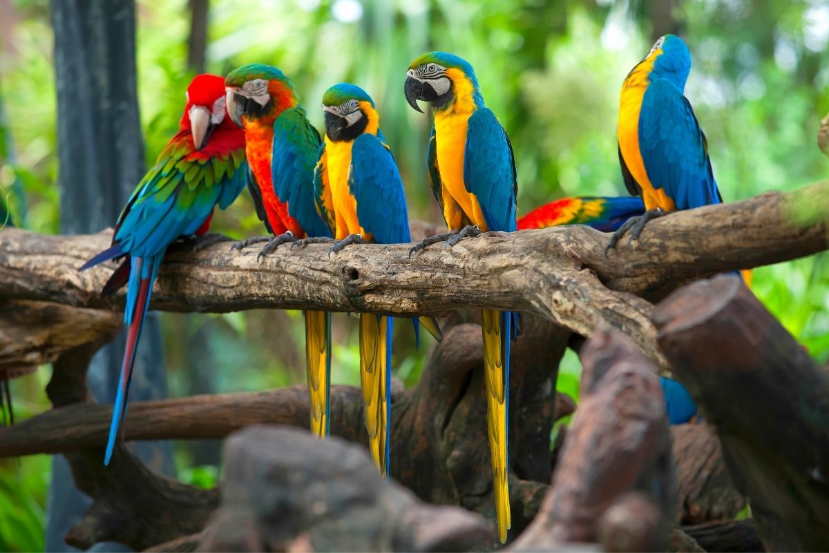 Parrots