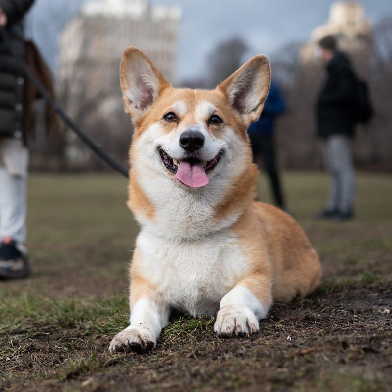 Pembroke Welsh Corgi