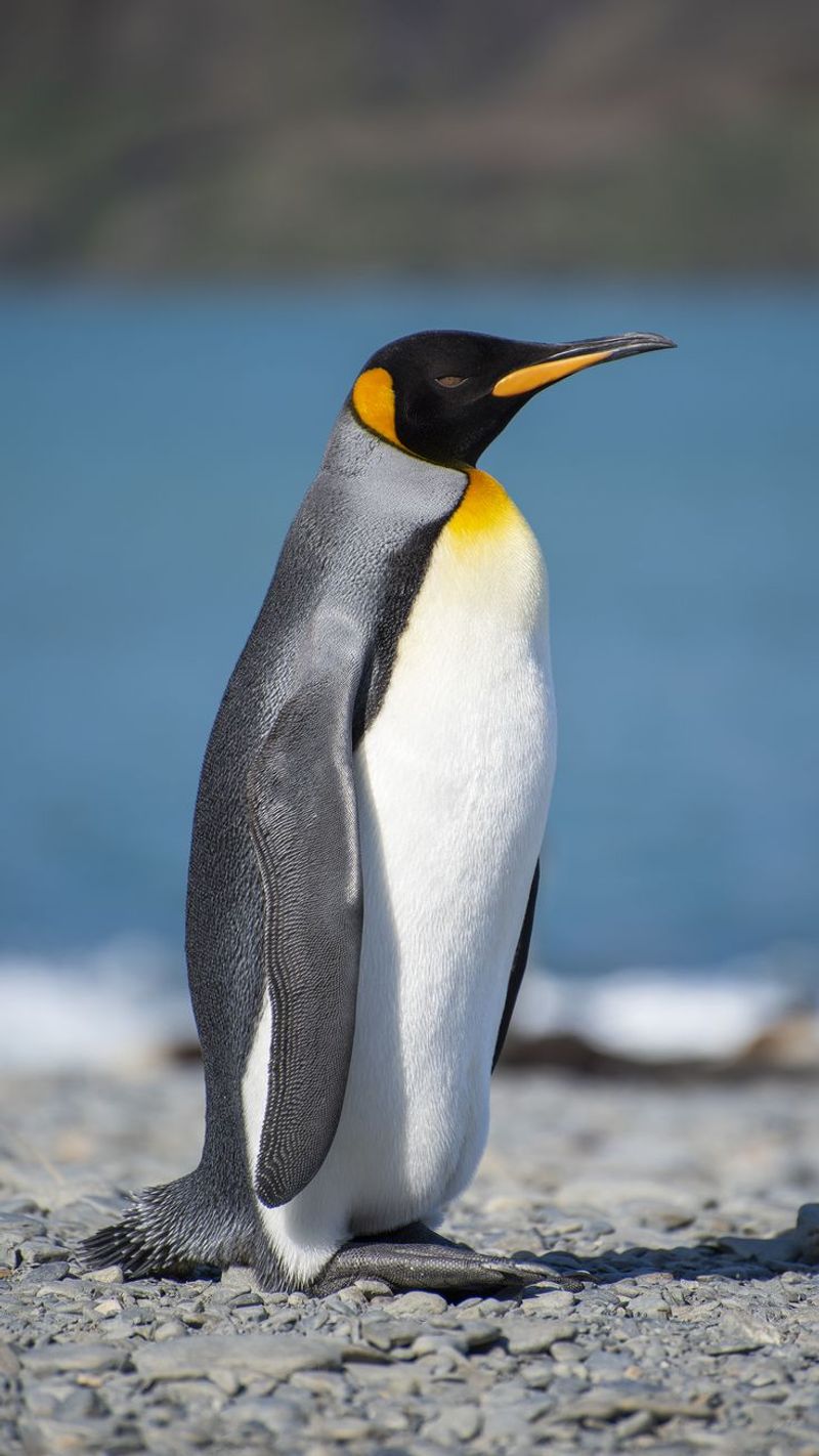 Penguin