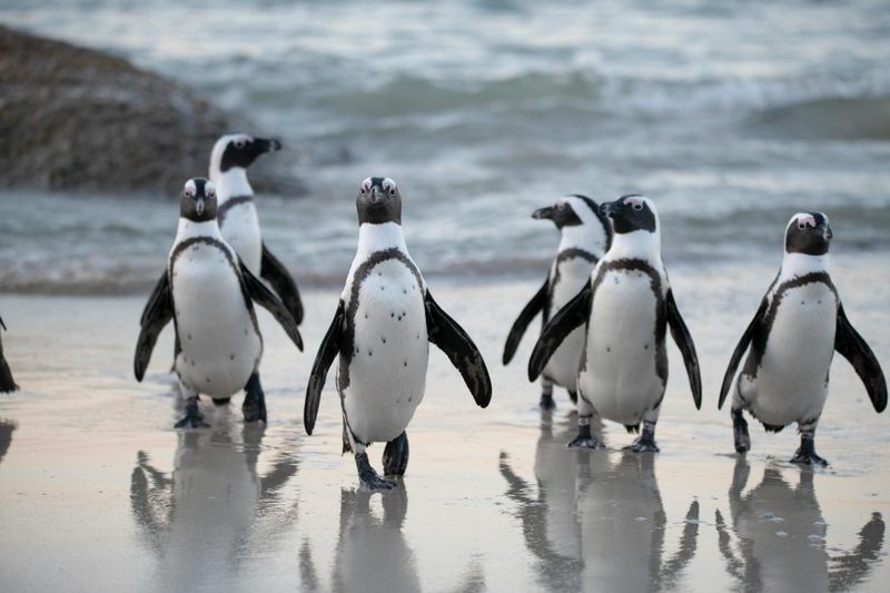 Penguins