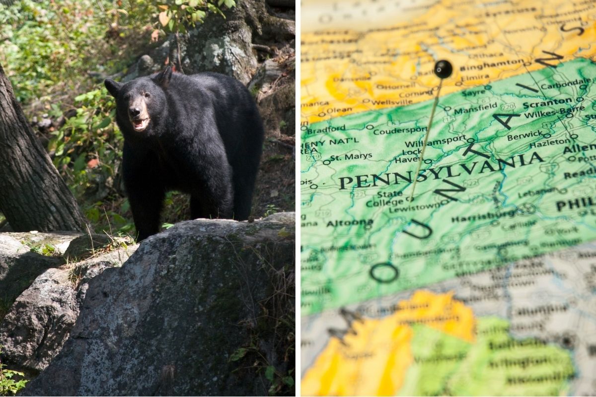 Pennsylvania black bear