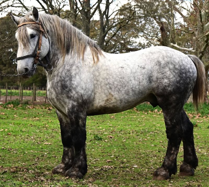 Percheron