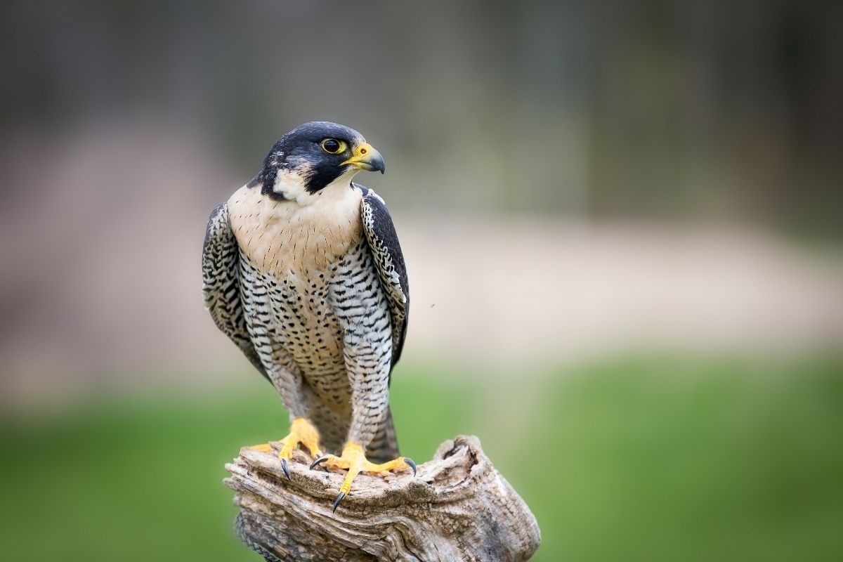 Peregrine Falcon – emranashraf via Canva