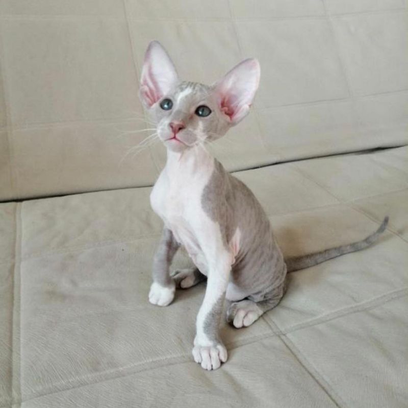 Peterbald