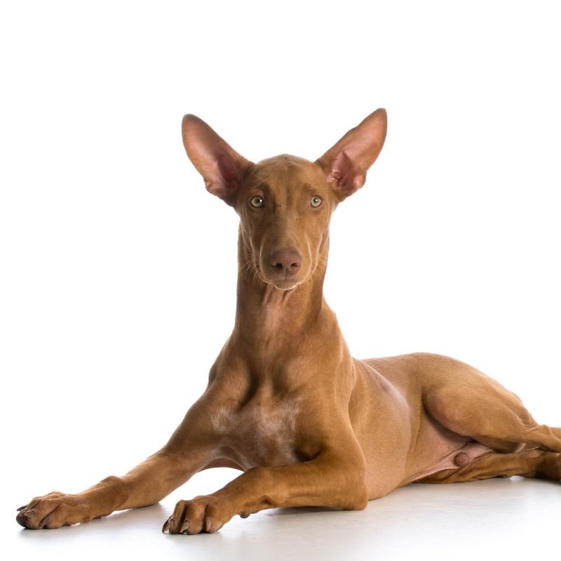 Pharaoh Hound