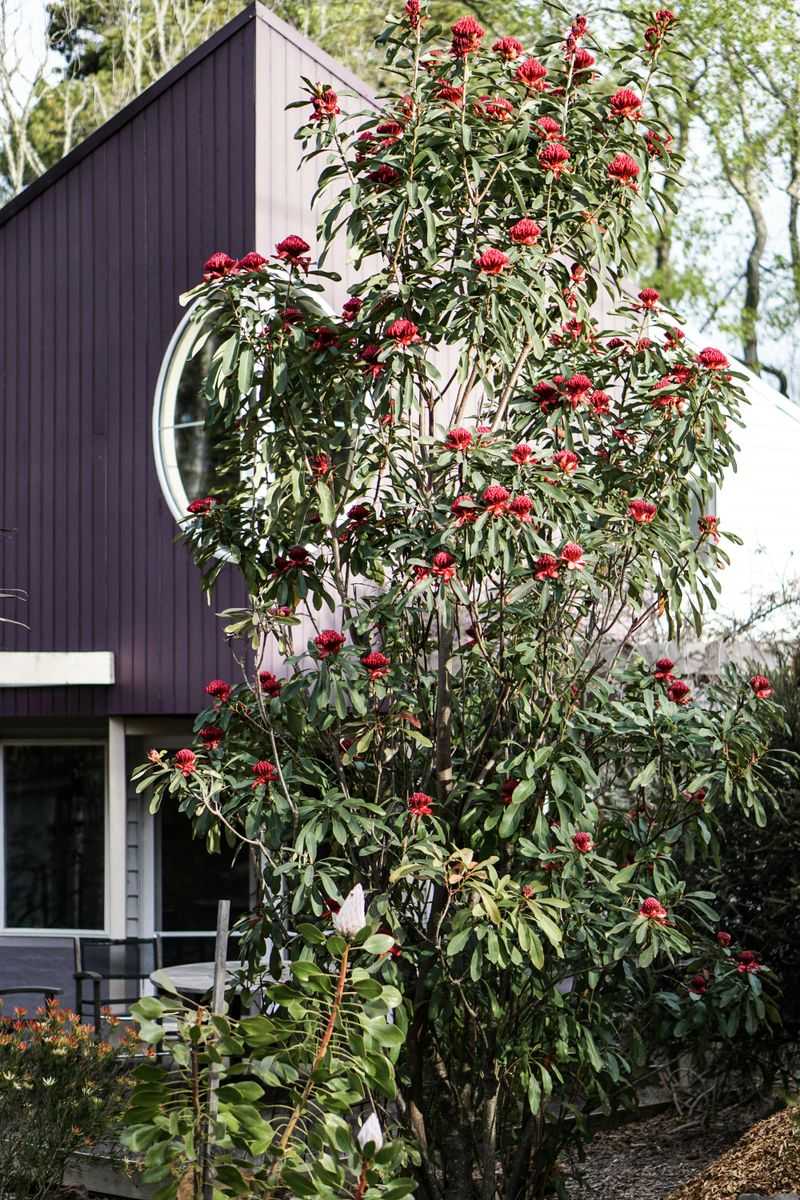 Plant Native Berry-Producing Shrubs