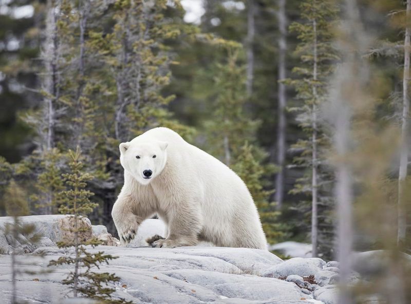 Polar Bear