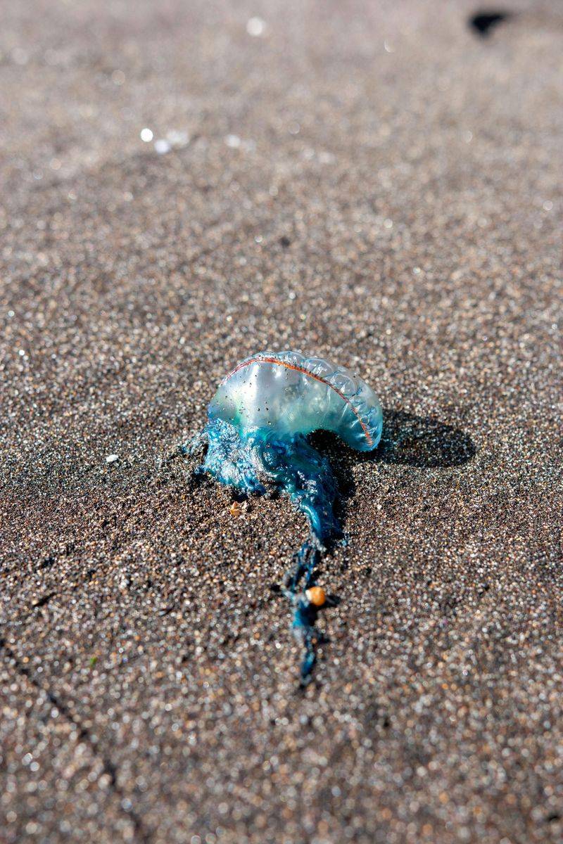 Portuguese Man O' War