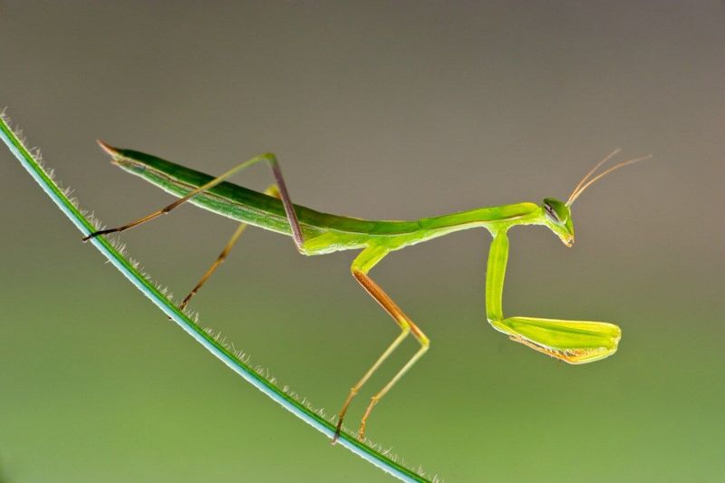 Praying Mantis