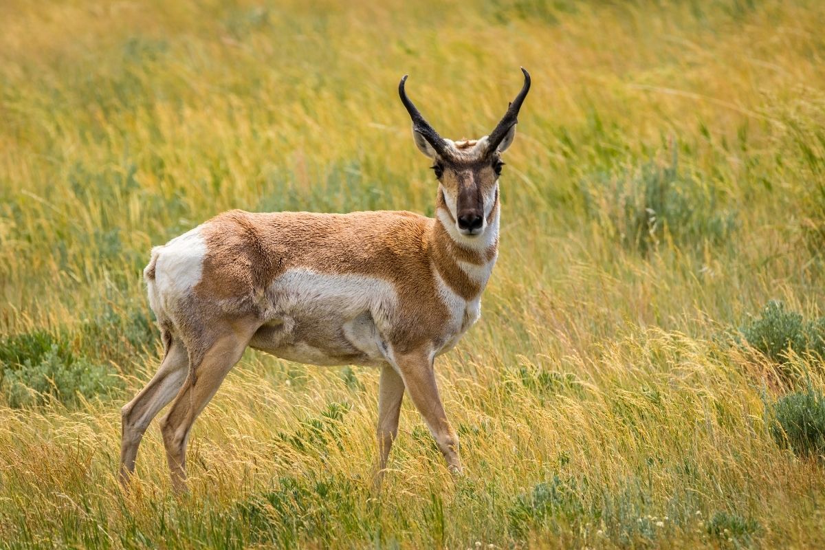 Pronghorn – tomolson54 via Canva