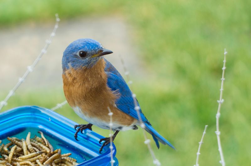 Provide Mealworms