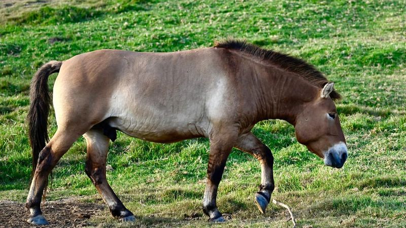 Przewalski's Horse